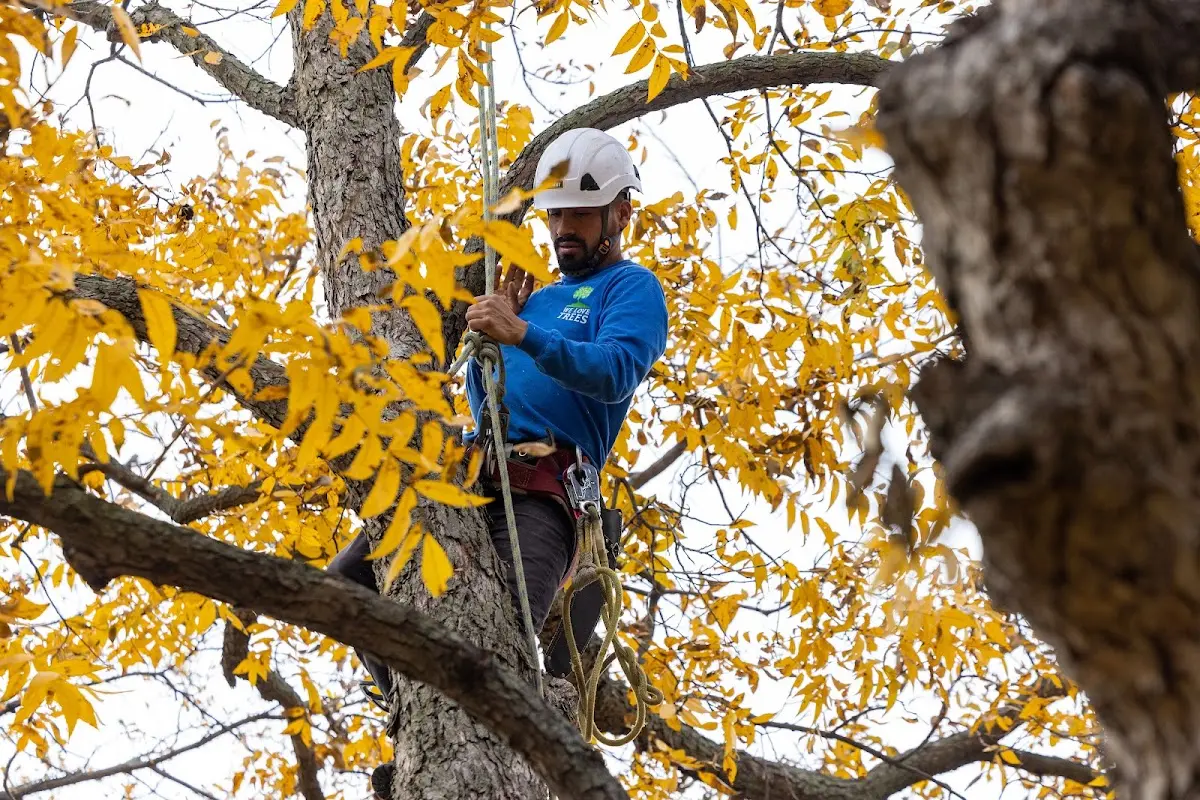 Skilled Tree Transplanting crew working in Venus