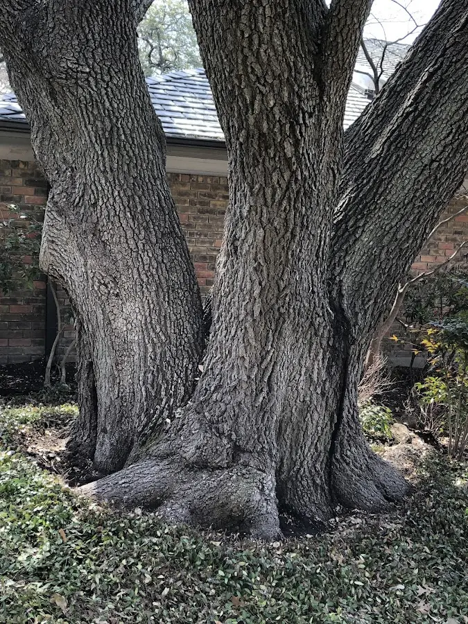 Mature heritage tree close to a Venus property cared for by certified arborists